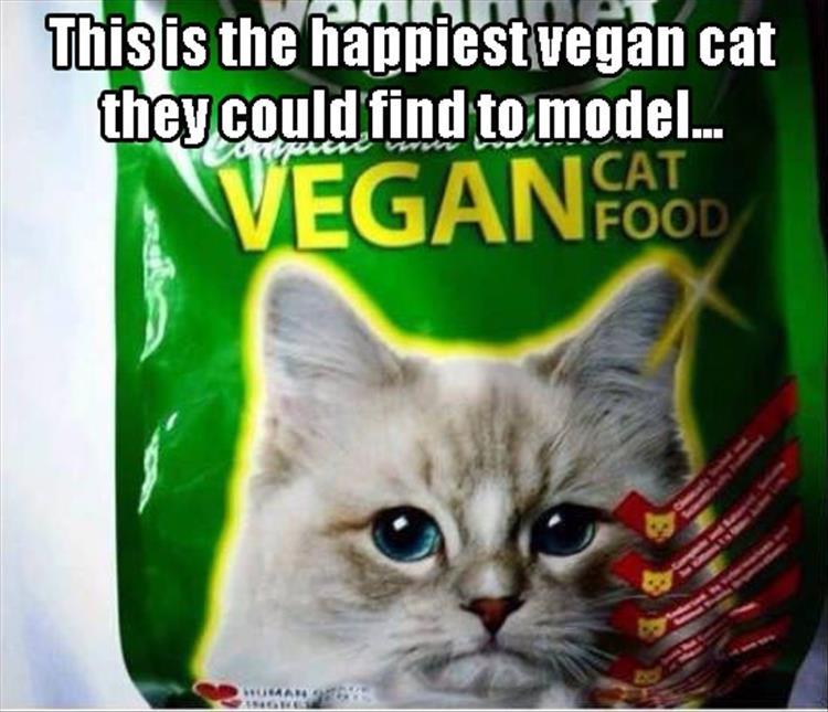vegan-cat-food.jpg