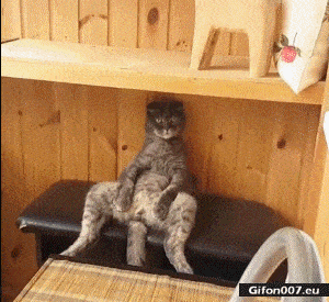 Very-Funny-Cat-Sitting-Video-Gif.gif