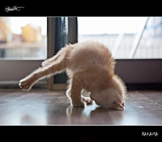 VH-cat-yoga.png