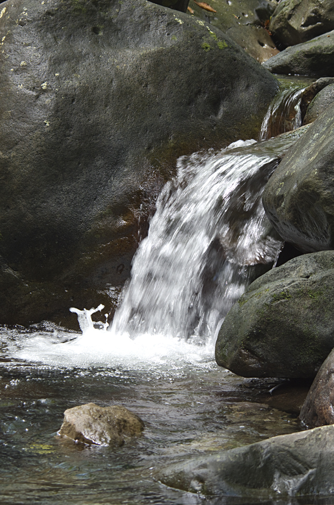 Waterfall Critter.jpg