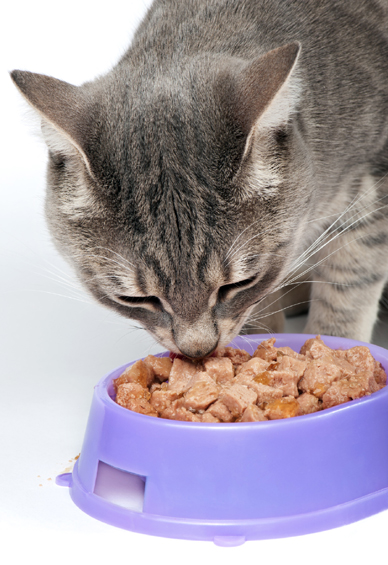 Wet or canned cat food - how long can you leave it out for?