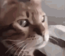 what-cat.gif
