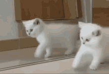 white-kitten-white.gif