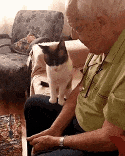 wholesome-cat.gif