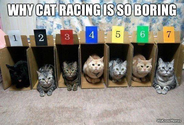 Why cat racing is so boring... (2014_09_13 04_12_03 UTC).jpg