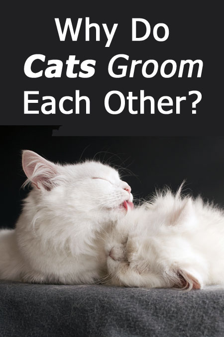 Why Do Cats Groom Each Other? (the Answer Will Surprise You!)