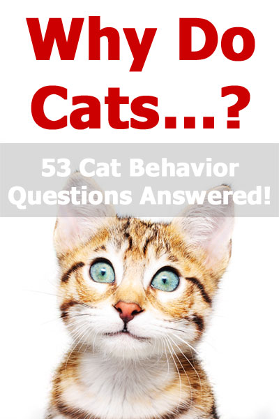 Why do cats? The ultimate guide to feline behavior