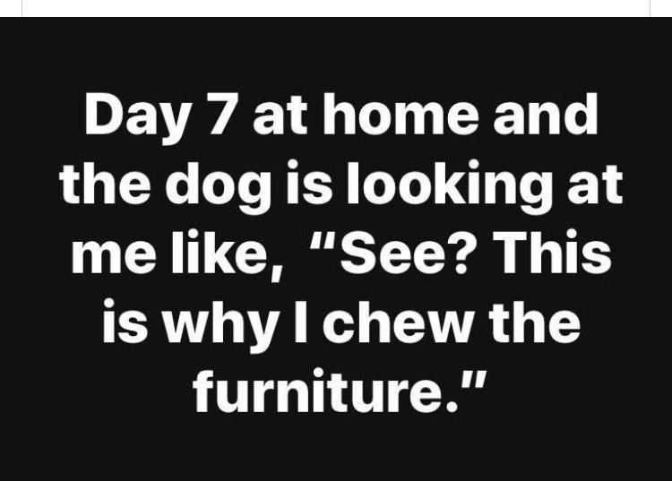 why I chew furniture.jpeg