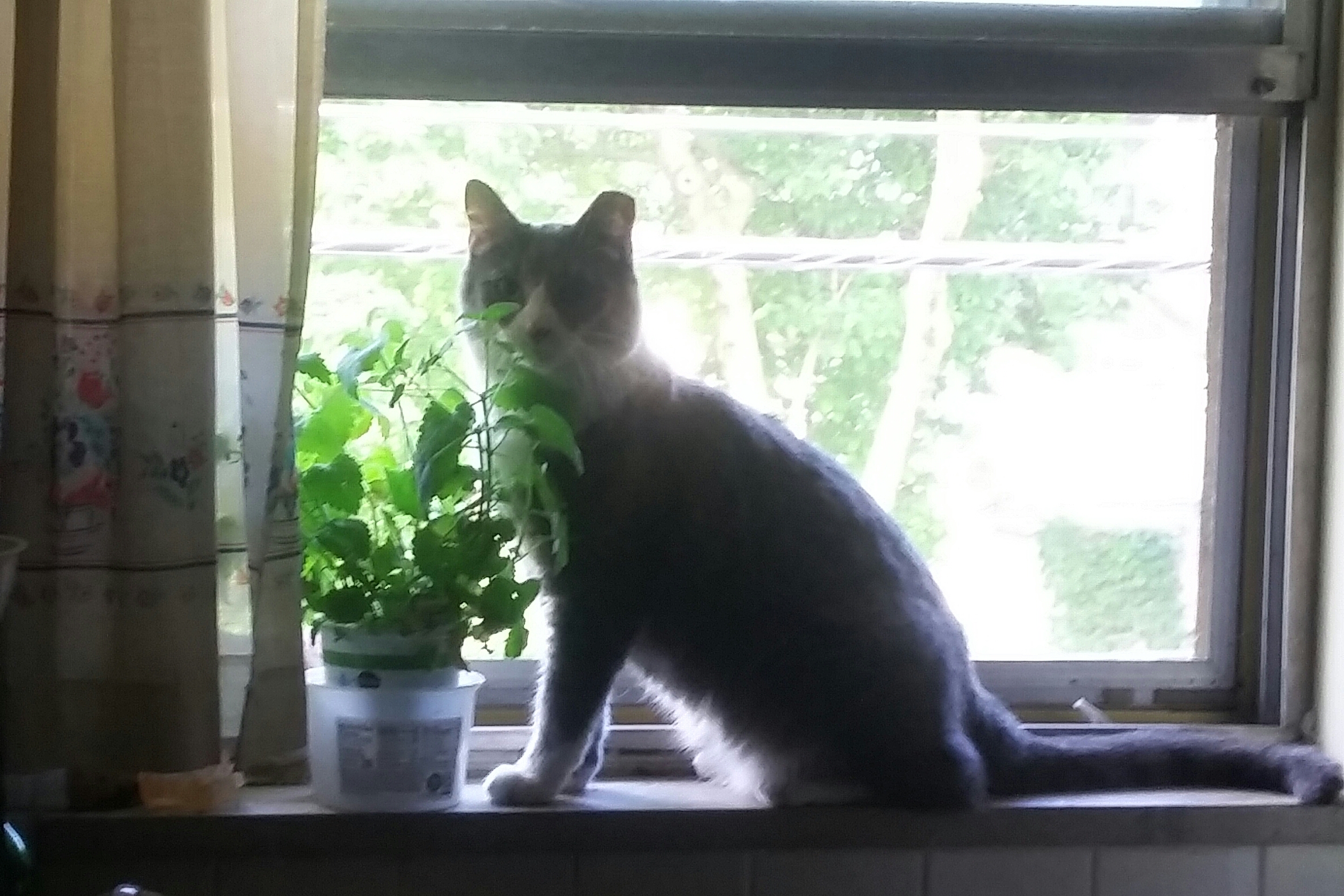 window catnip.jpg