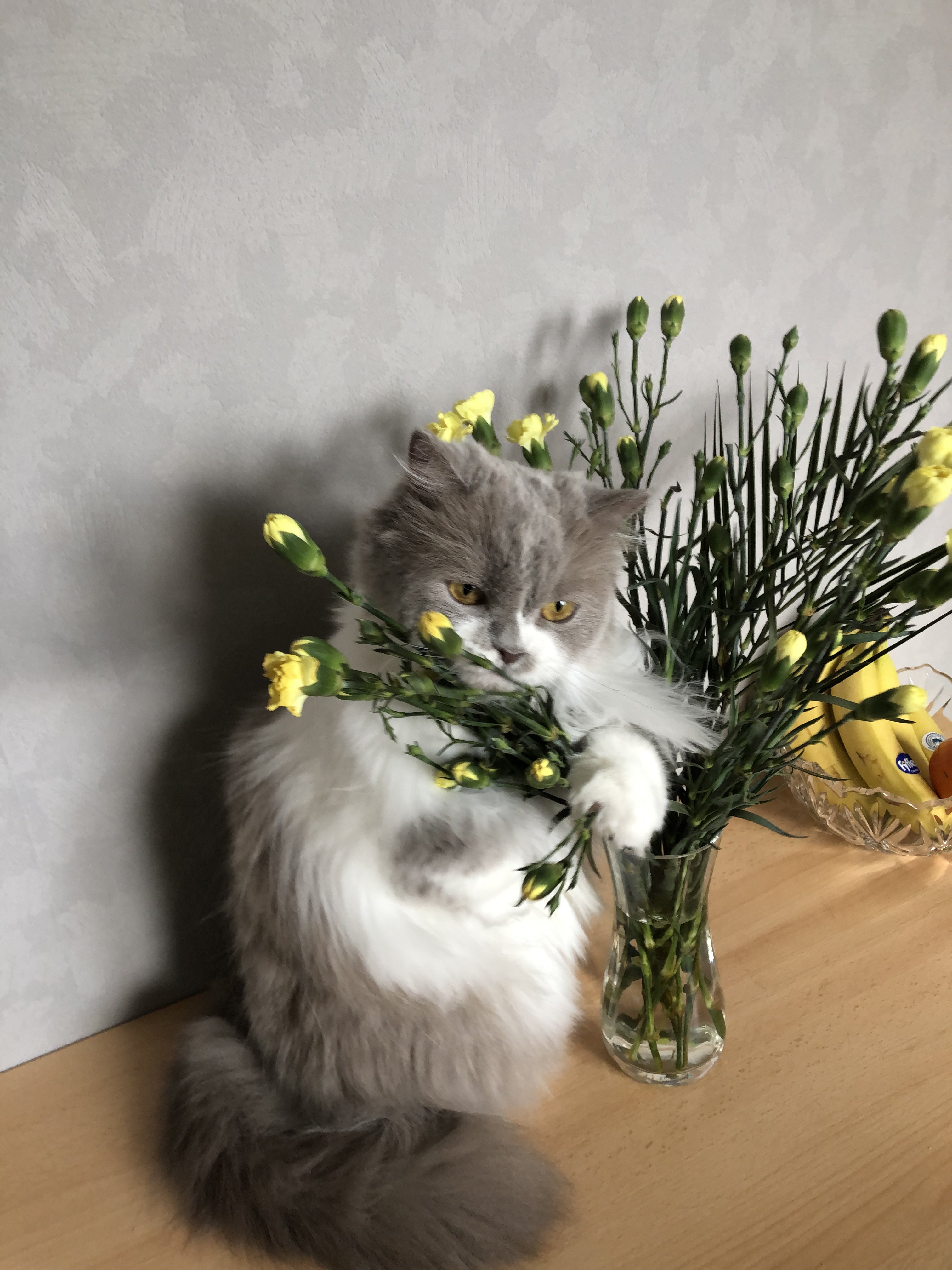 Woolly Bear loves Carnations.JPG