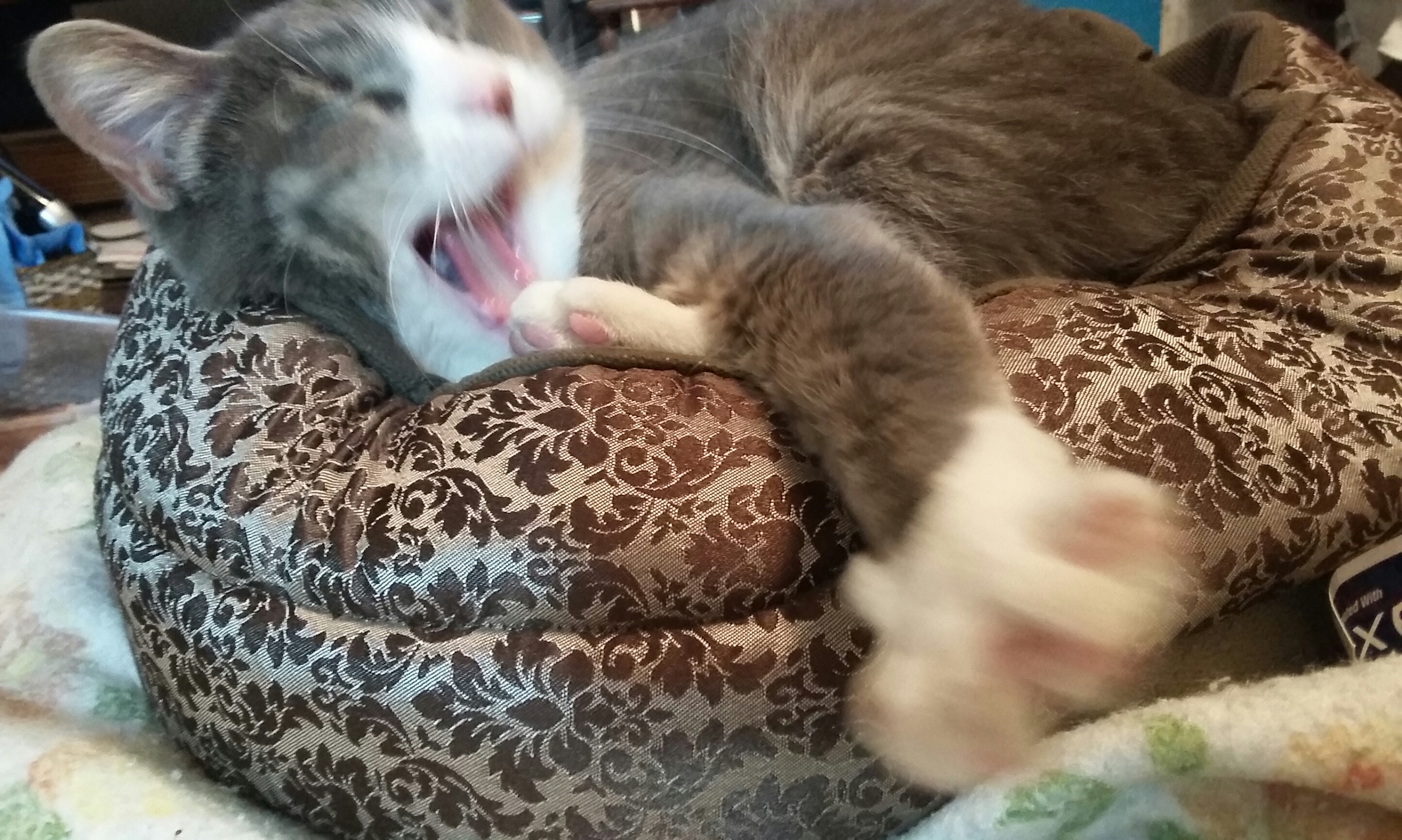 Yawn blur.jpg