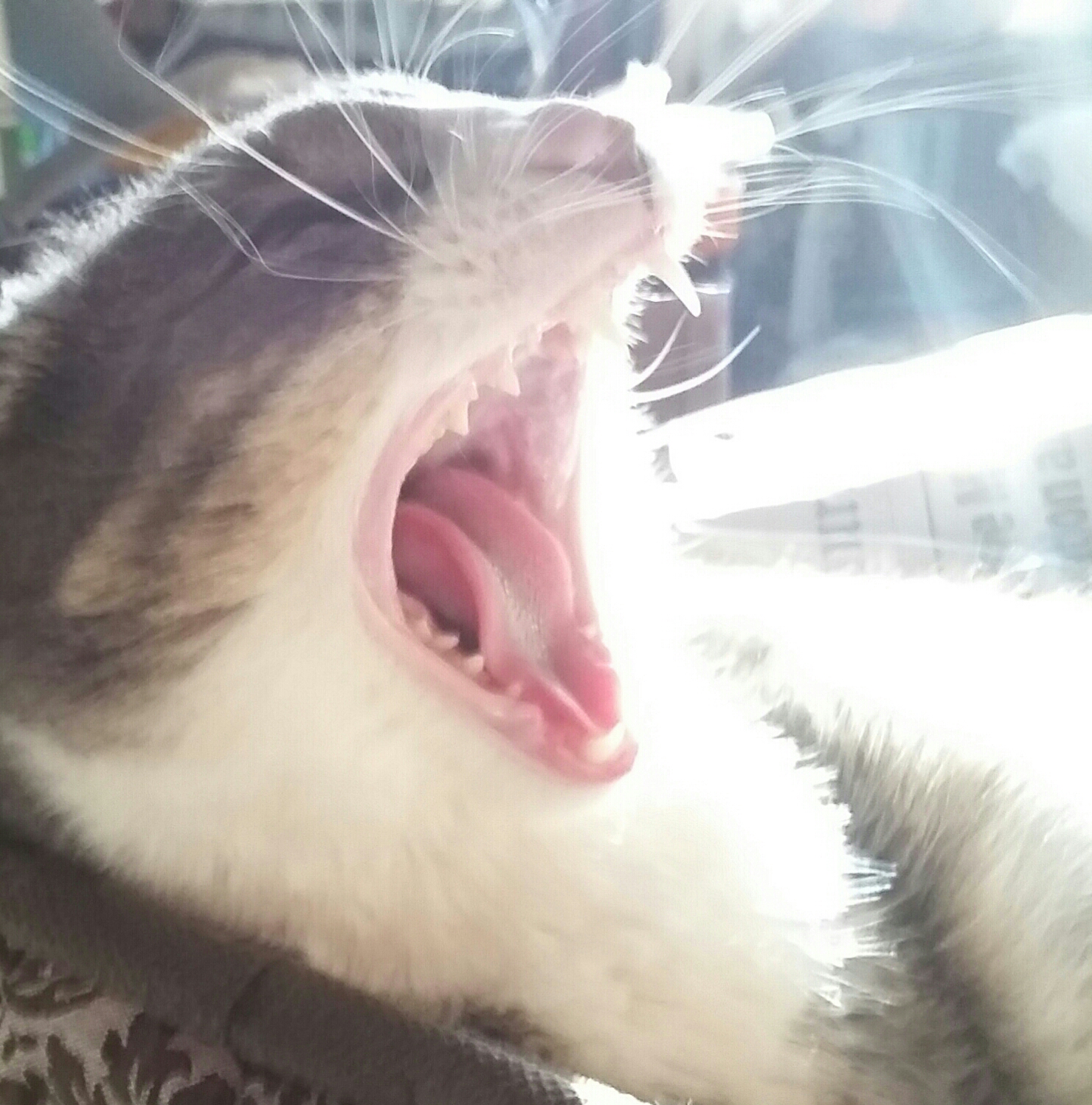 yawn inner bobcat.jpg