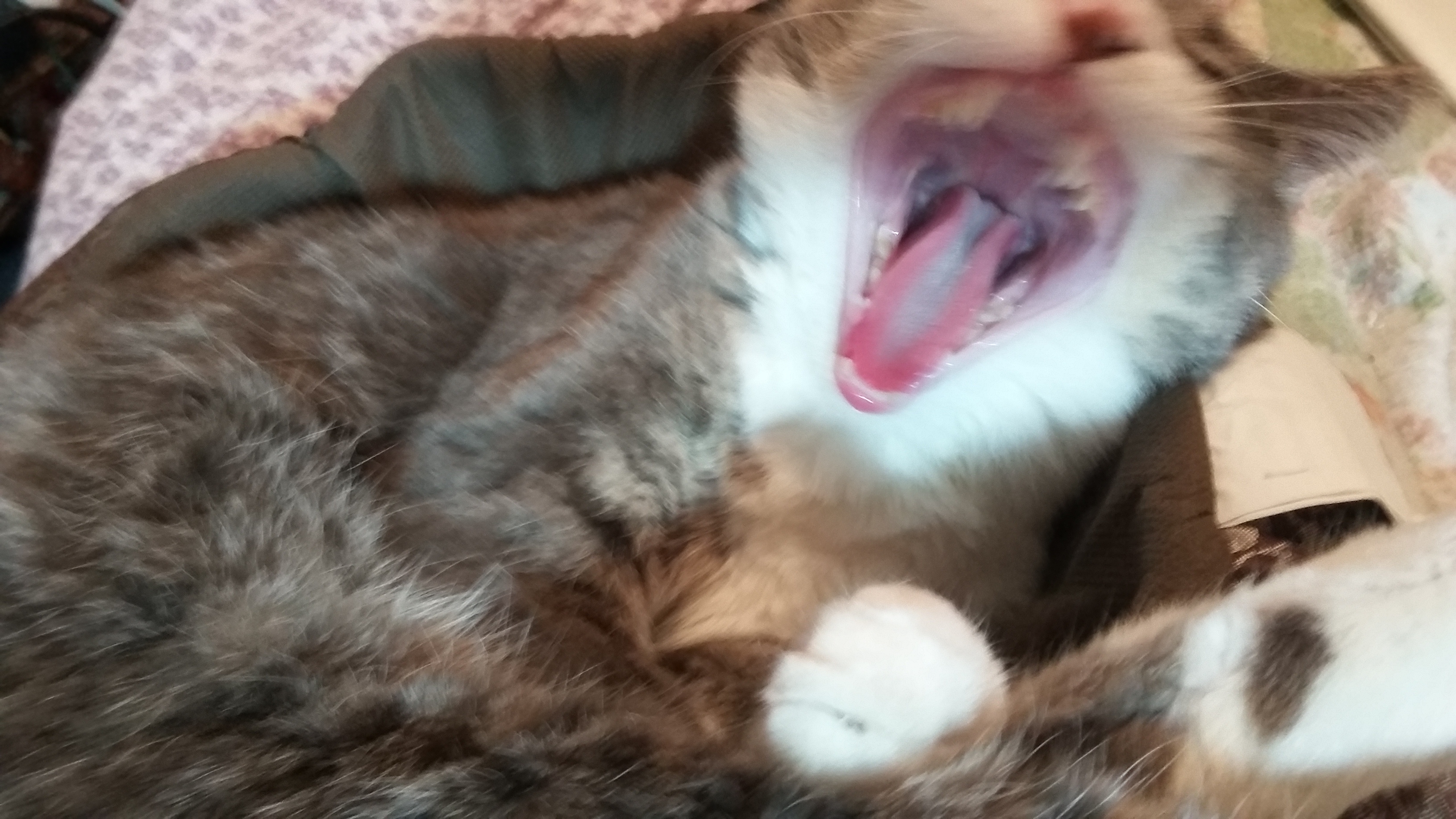 Yawn.jpg