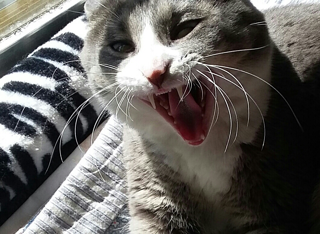 Yawn whiskers.jpg