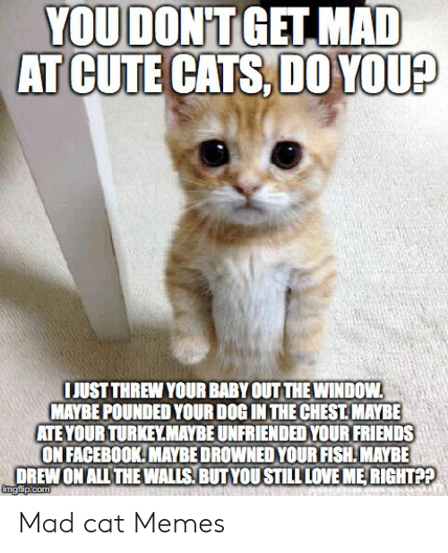 you-dont-get-mad-at-cute-cats-d0-you-just-52774716.png