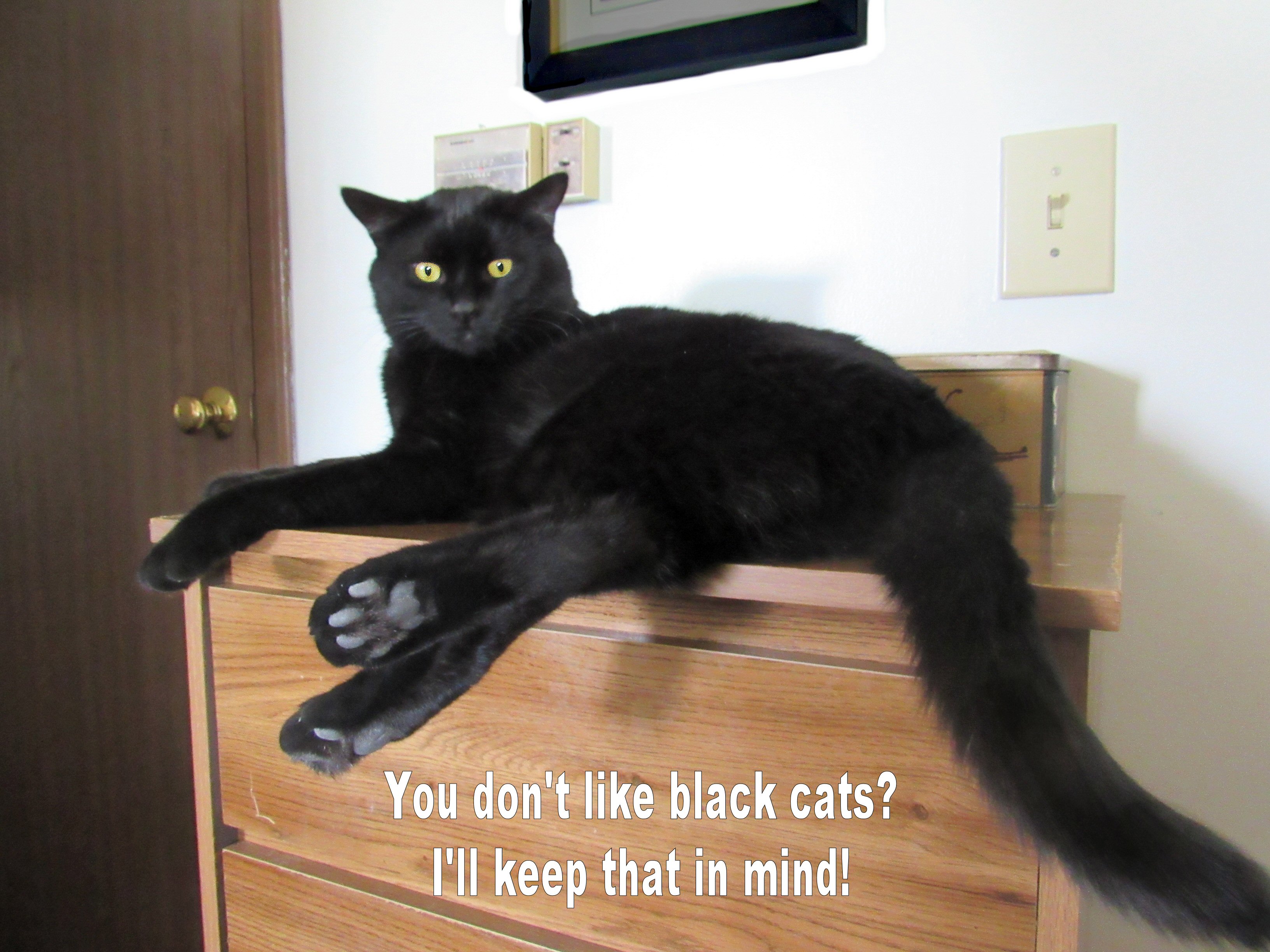 You don't like black cats.jpg