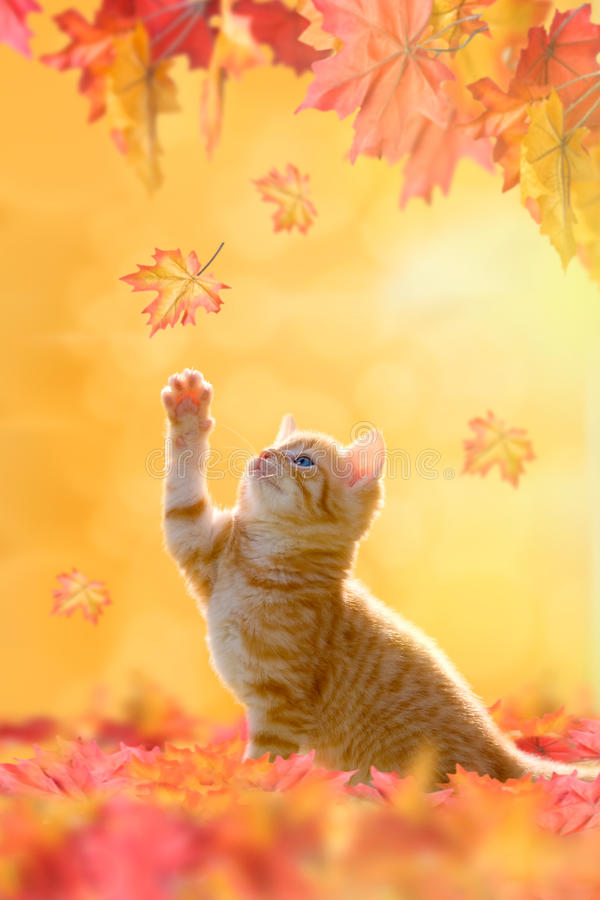 young-cat-playing-autumn-leaves-blue-eyes-43632943.jpg