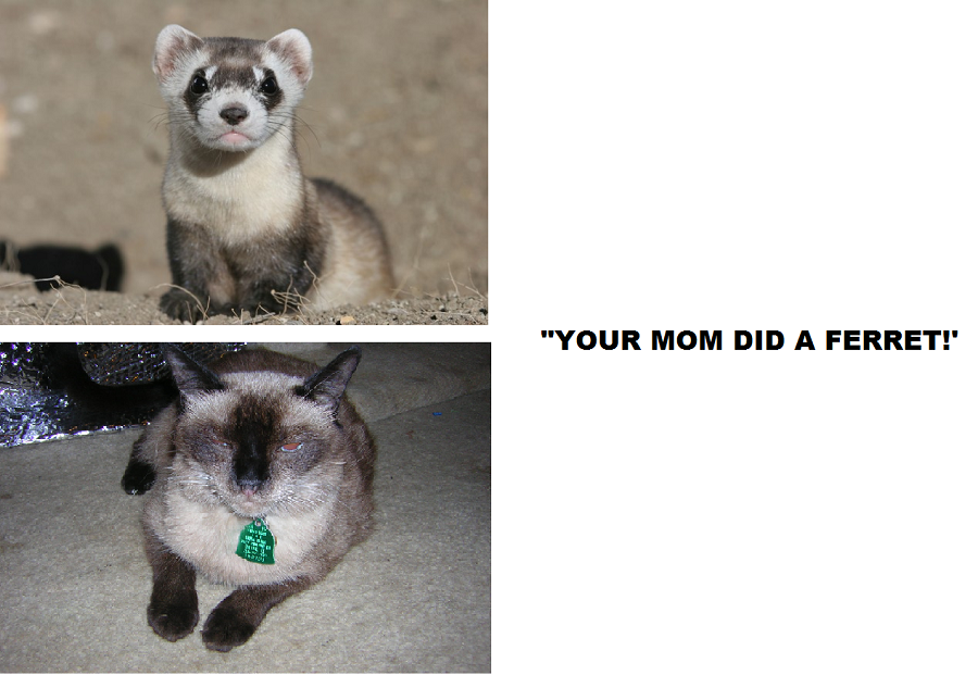 YOUR MOM  DID A FERRET.png