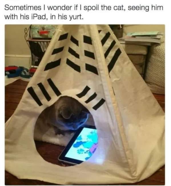 yurt cat.jpg