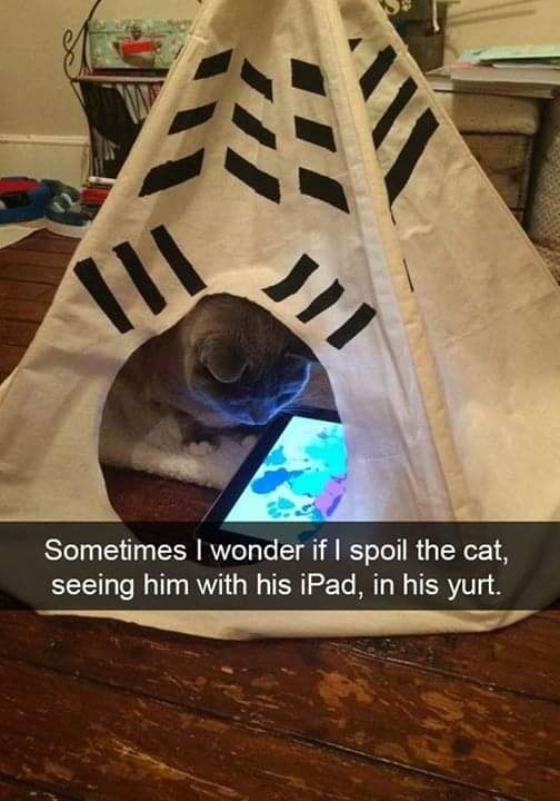 yurt cat.jpg