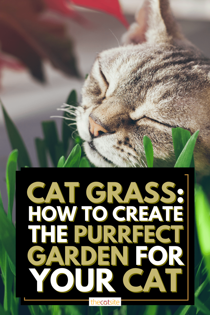 Cat Grass: How To Create The Purrfect Garden For Your Cat