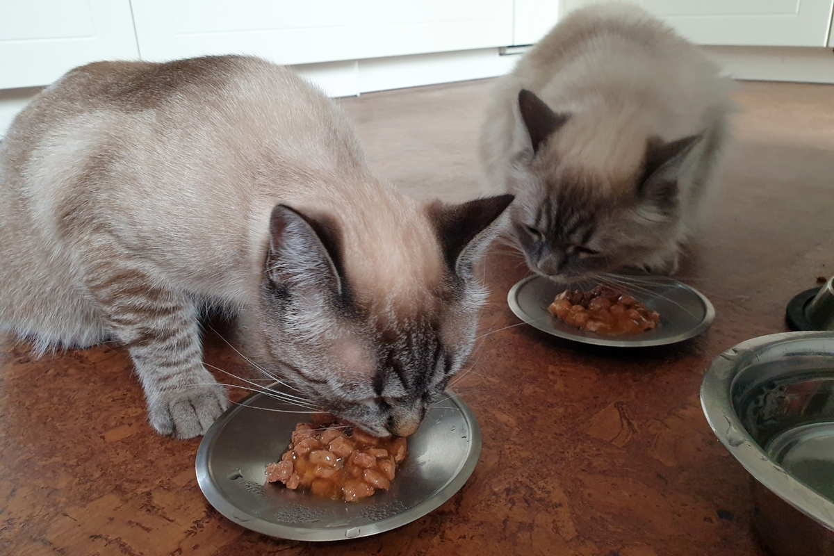Two gorgeous cats eating their canned food on their bowls