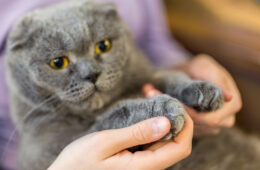 A super cute fluffy cat getting his claws trimmed, Declawing - More Than Just A Manicure