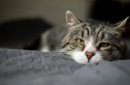 An old cat lying and resting on the bed, When Is It Time? - Making The Difficult Decision