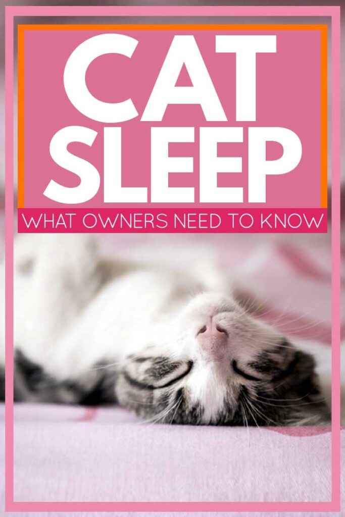 Cat Sleep: What Owners Need to Know