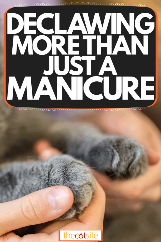 A super cute fluffy cat getting his claws trimmed, Declawing - More Than Just A Manicure