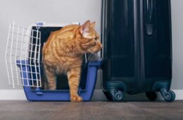 Ginger cat walking out of blue cage, Traveling With Cats [Inc. 36 actionable tips]