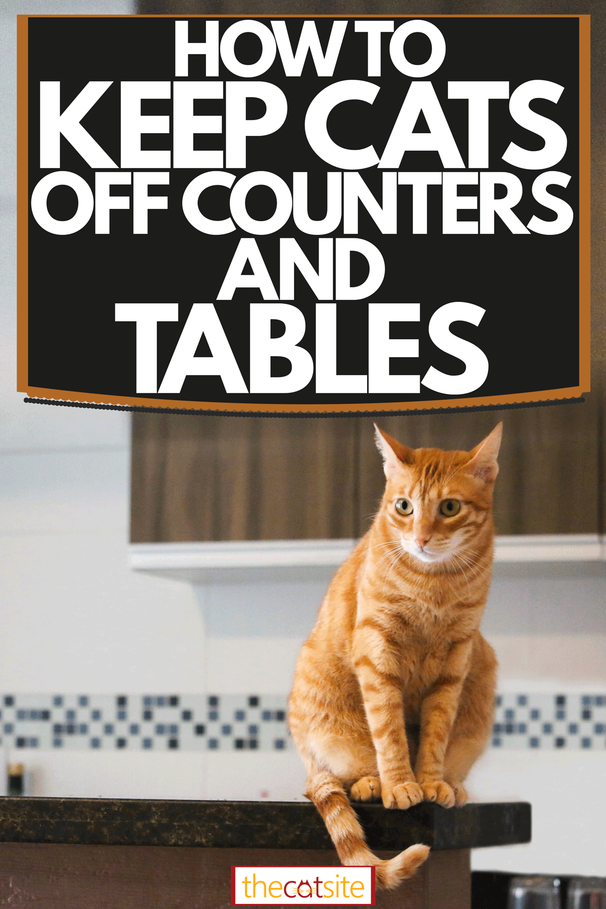 Red tabby cat on kitchen countertop - learn how to keep cats off the kitchen countertops