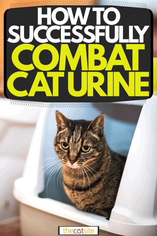 A cat sitting inside his litter box, How to Successfully Combat Cat Urine