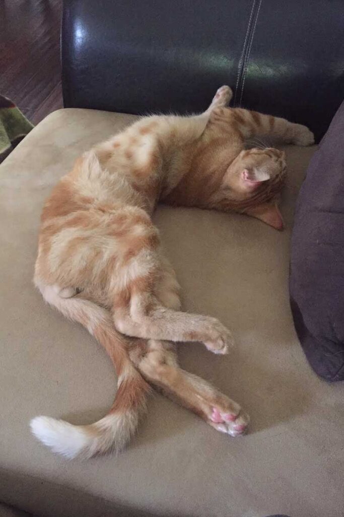 Orange stripped cat sleeping on very arched position