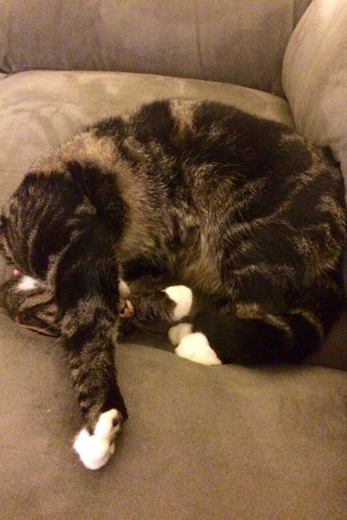 Cat sleeping in an arched position with leg covering face