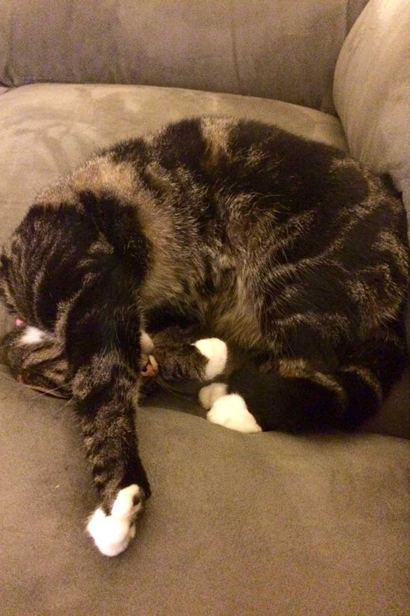 Cat sleeping in weird position