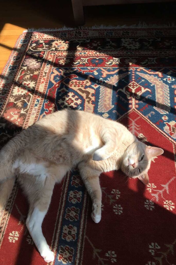 Sleeping cat on carpet with body faced upward