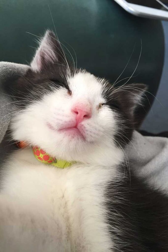 Super cute cat sleeping with a smiling face