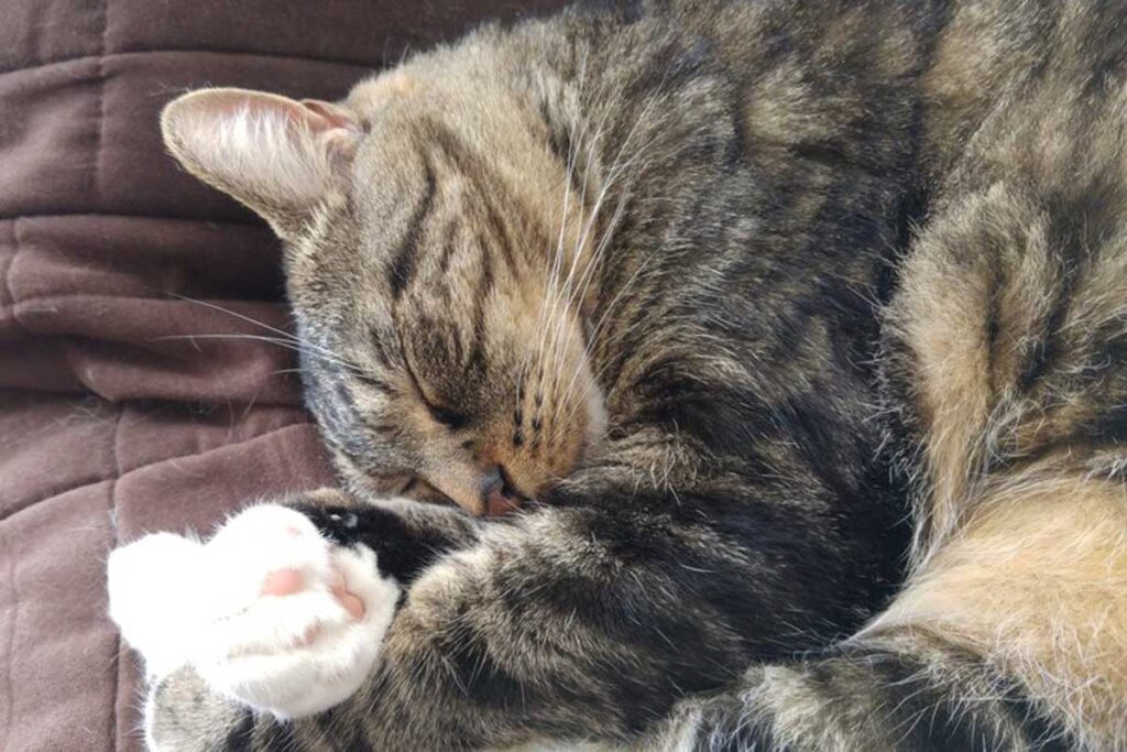 Cat sleeping with both legs on front of face