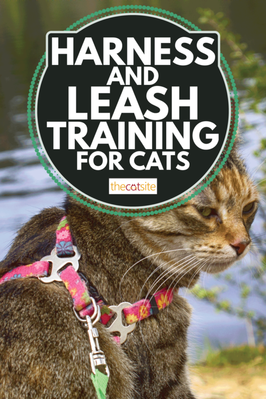 Pet cat for walk in wild. Leash and harness for cats, Amid the rivers and forests. Harness And Leash Training For Cats