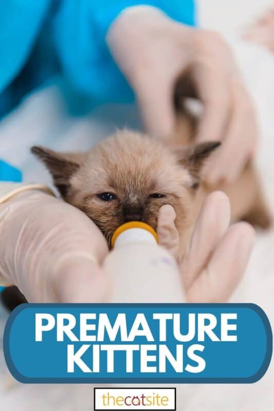 Premature Kittens