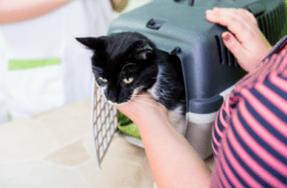 Pretty black cat coming out of a cat carrier