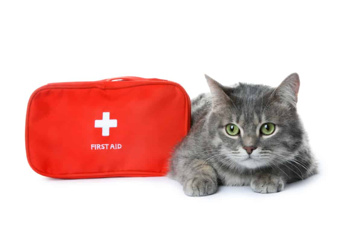 First aid kit and cute cat