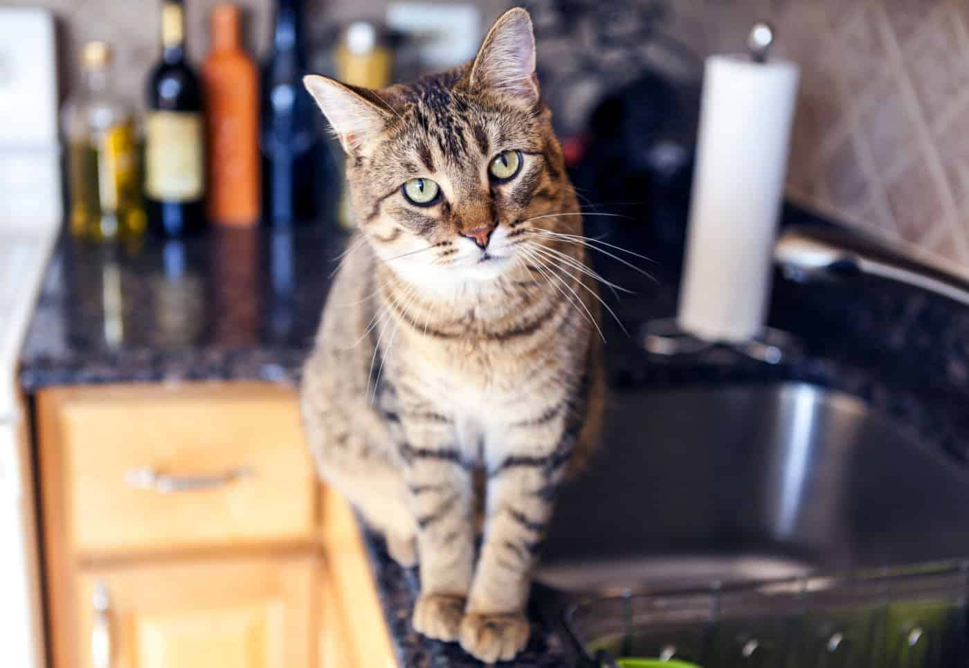 Cat on kitchen countertop