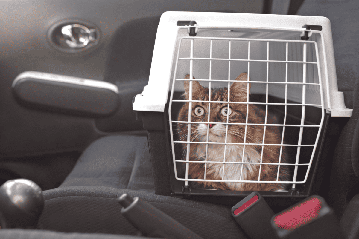 Beautiful long haired cat in a carrier inside a vehicle