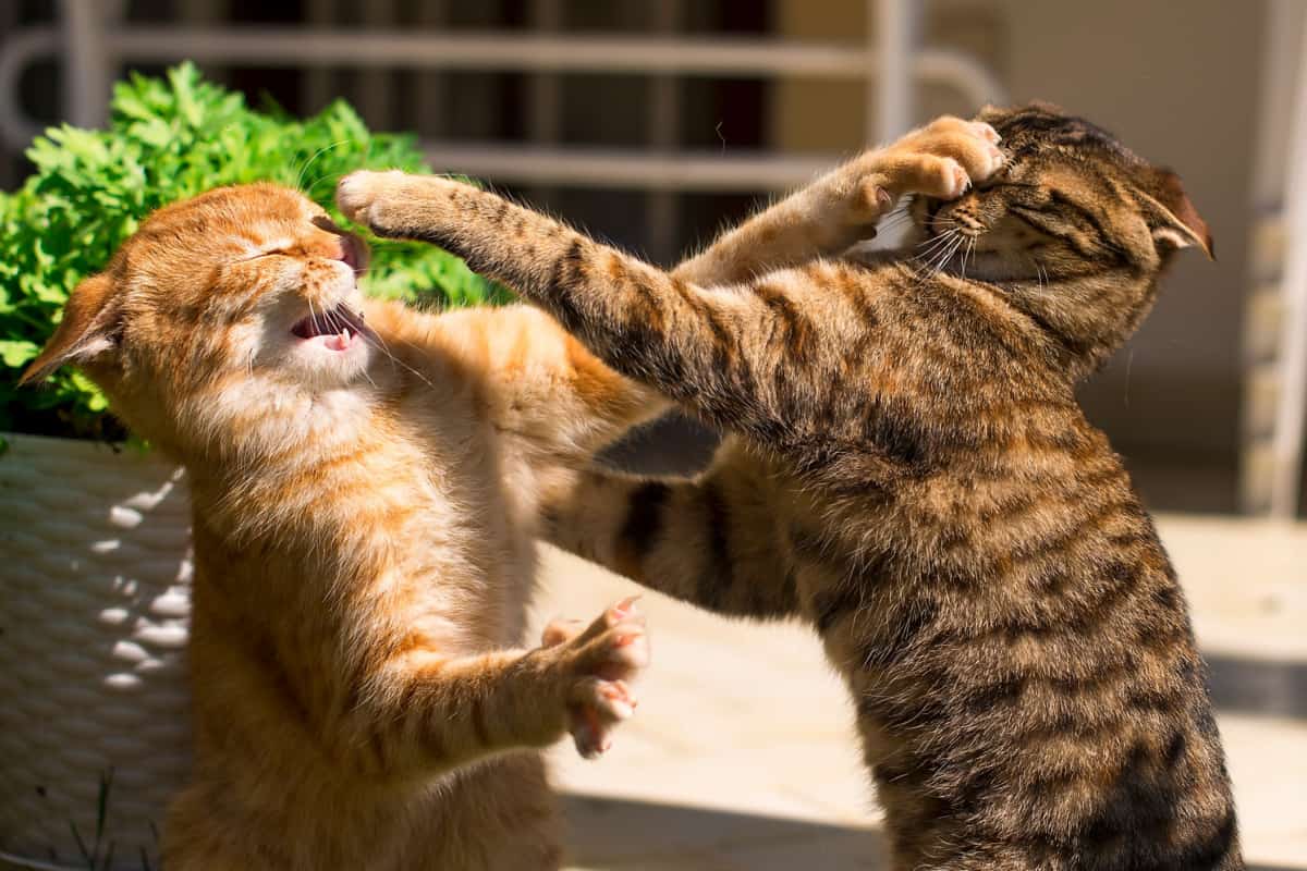 ginger and brown cats fighting