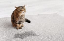 cat near his pee or wet spot on carpet