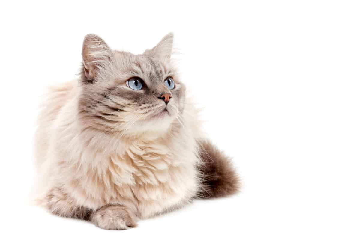 Fluffy siberian cat with blue eyes looking up