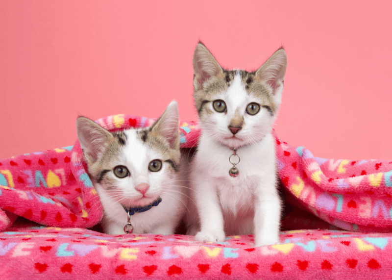 Two adorable white and tan tabby kittens wearing collars with bells peeking out from under a pink blanket with LOVE written on it, looking directly at viewer. Pink background.
