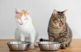cats eating from food dishes
